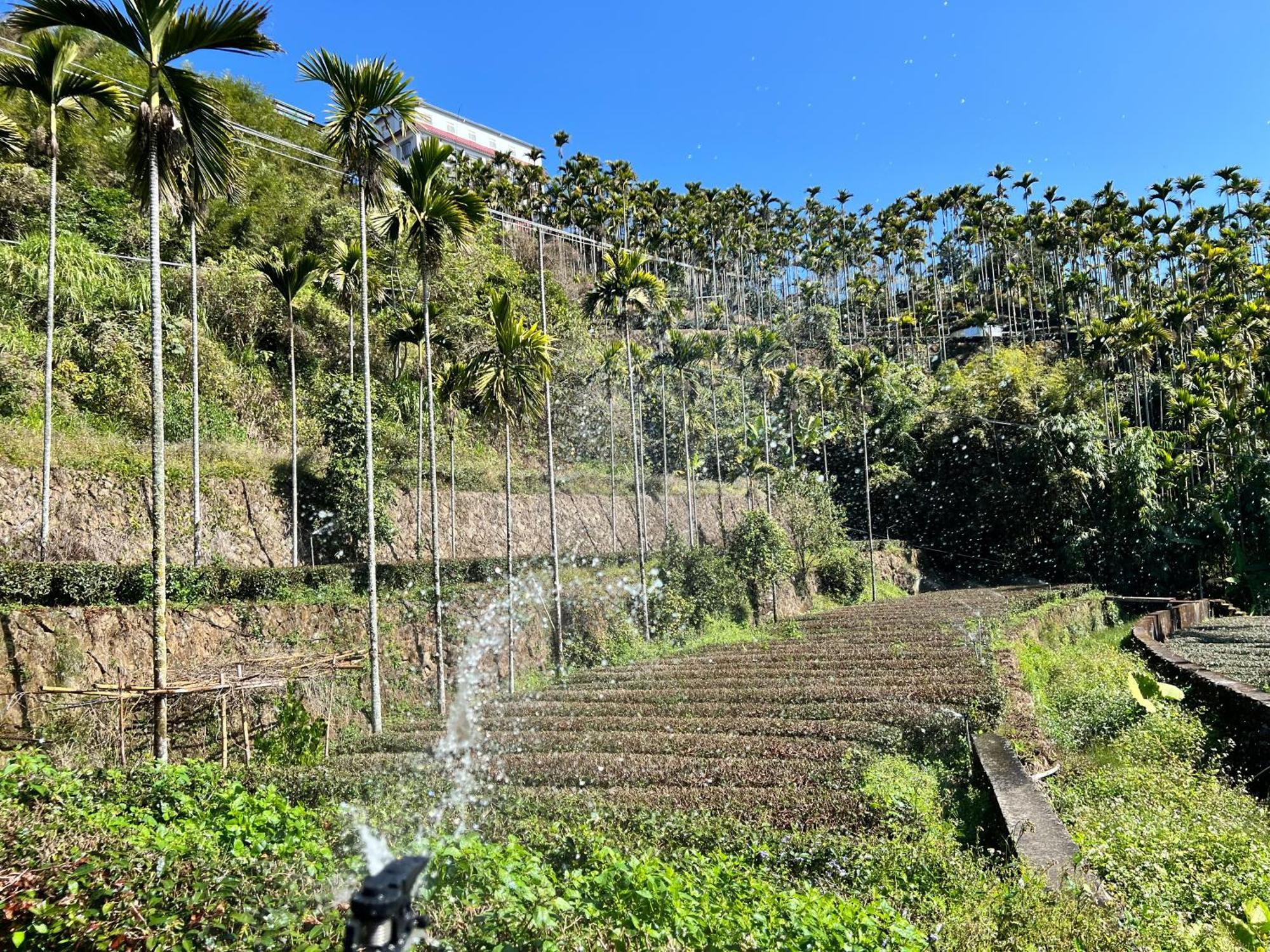 Appartamento De Ren Tea Gardens Meishan Esterno foto