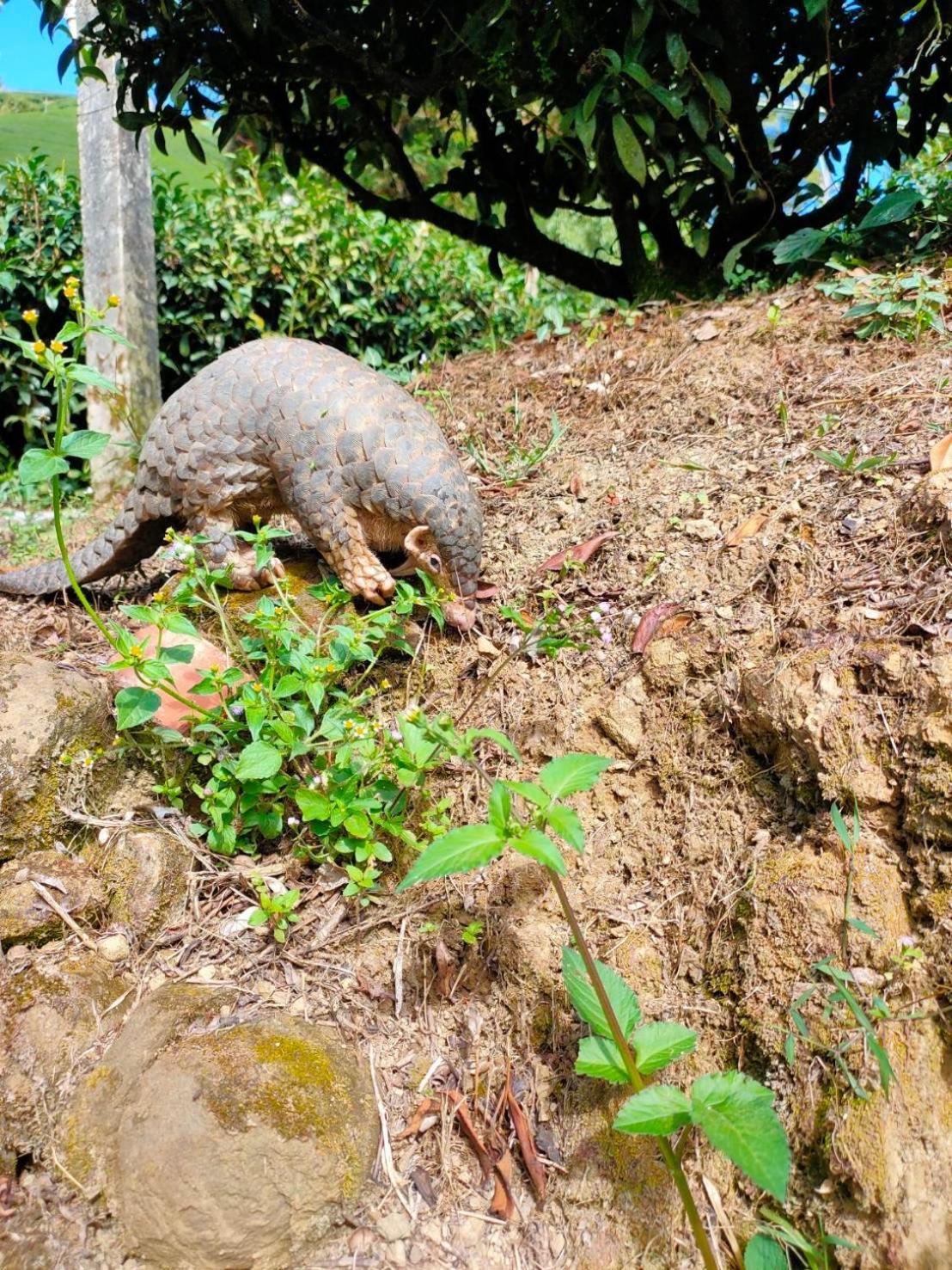 Appartamento De Ren Tea Gardens Meishan Esterno foto