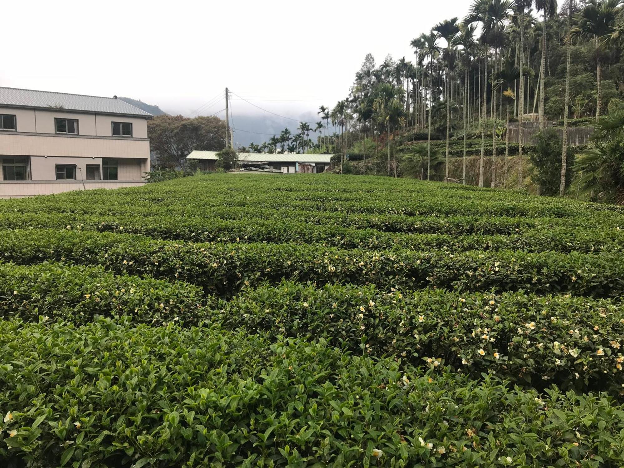Appartamento De Ren Tea Gardens Meishan Esterno foto