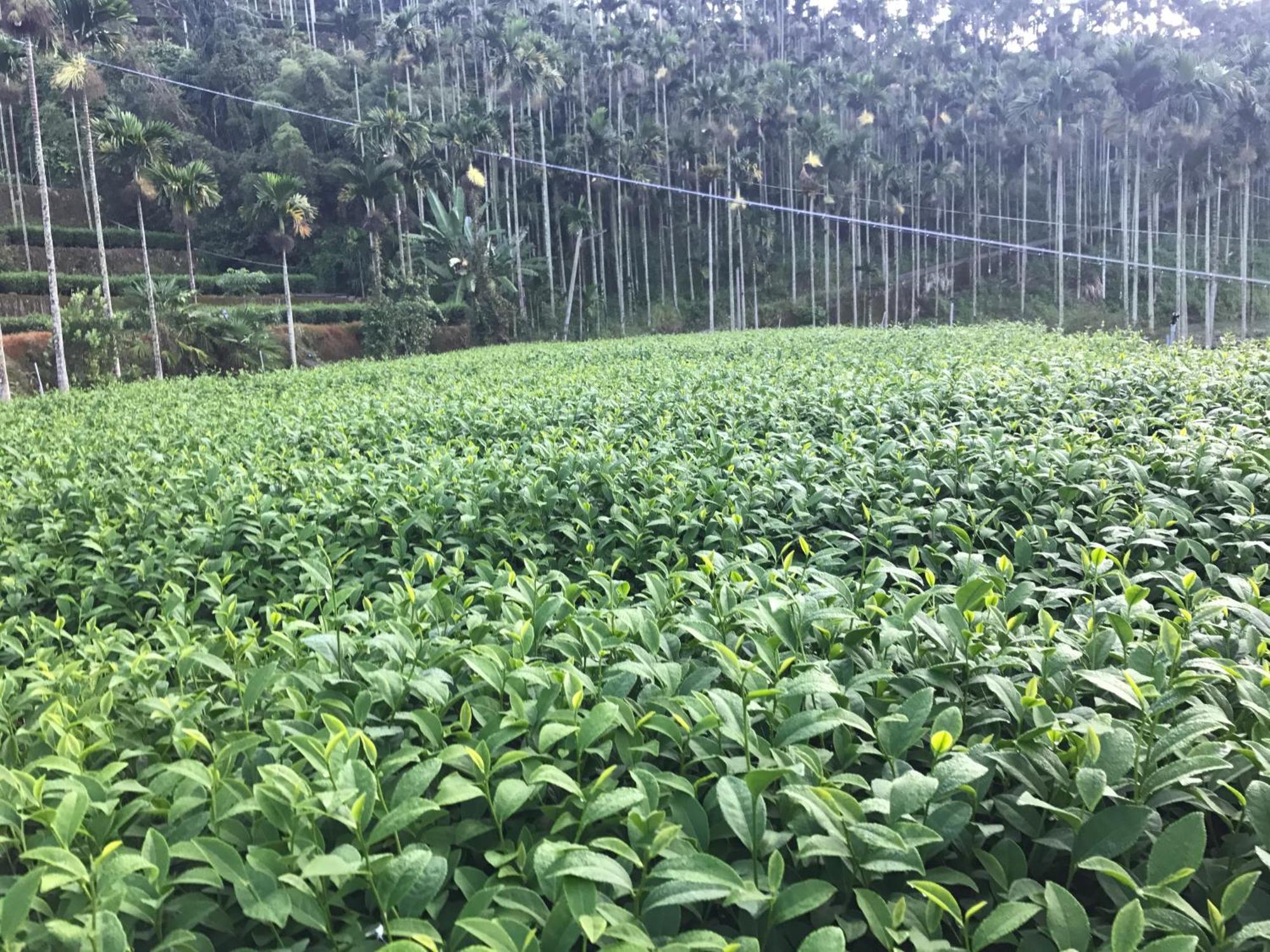 Appartamento De Ren Tea Gardens Meishan Esterno foto