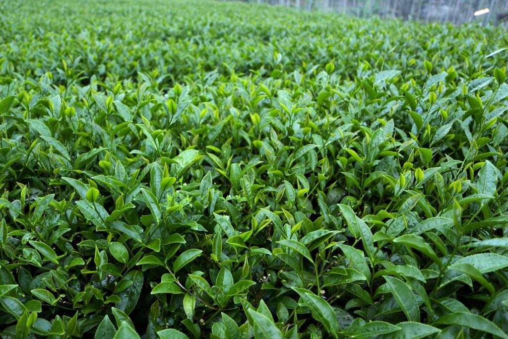 Appartamento De Ren Tea Gardens Meishan Esterno foto